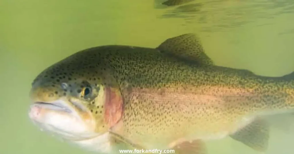 3 How Do You Cook Steelhead Quick Guide